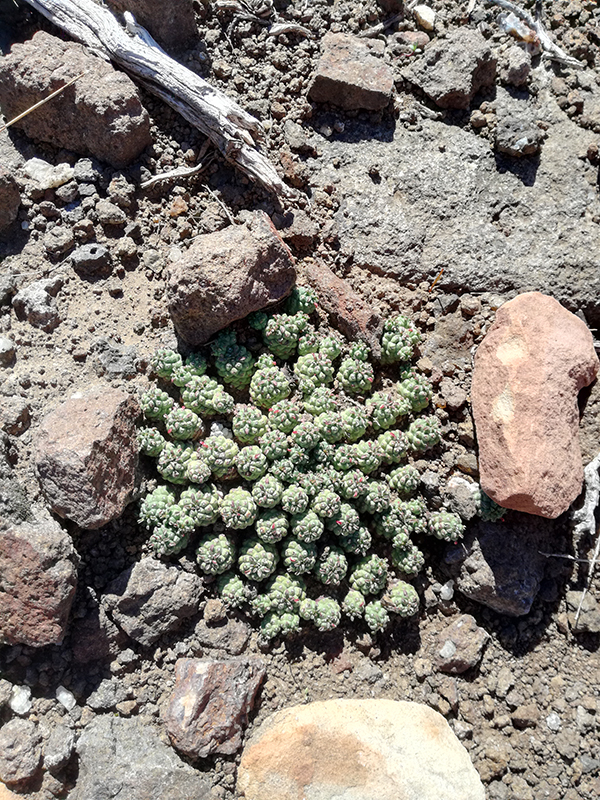 Mountain Flowers